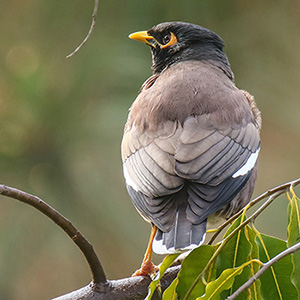 Common Myna